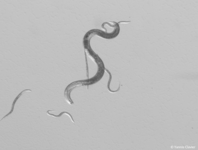Photo nématode du pin.png
