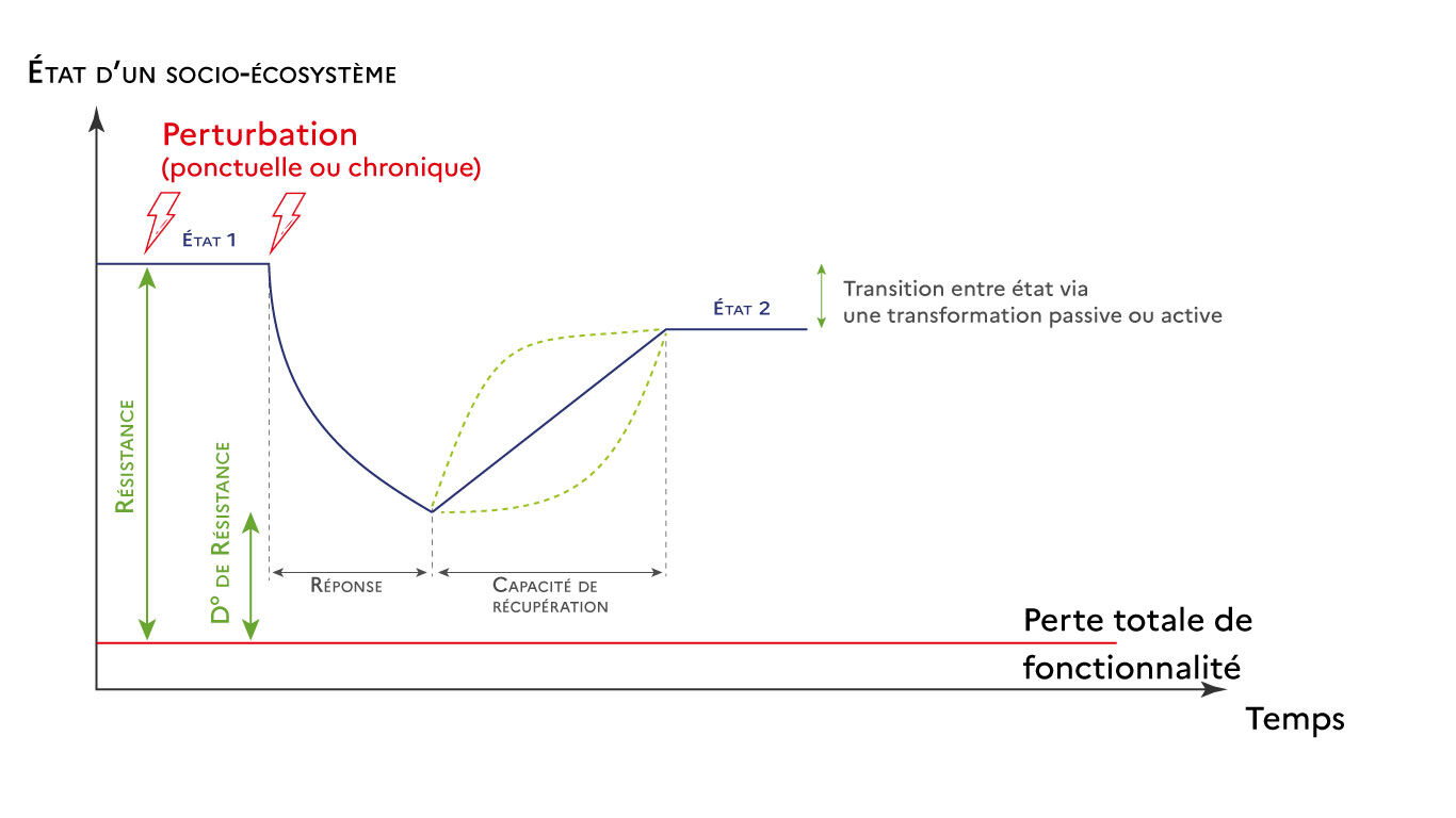 Graphique n&deg;4 R&eacute;silience