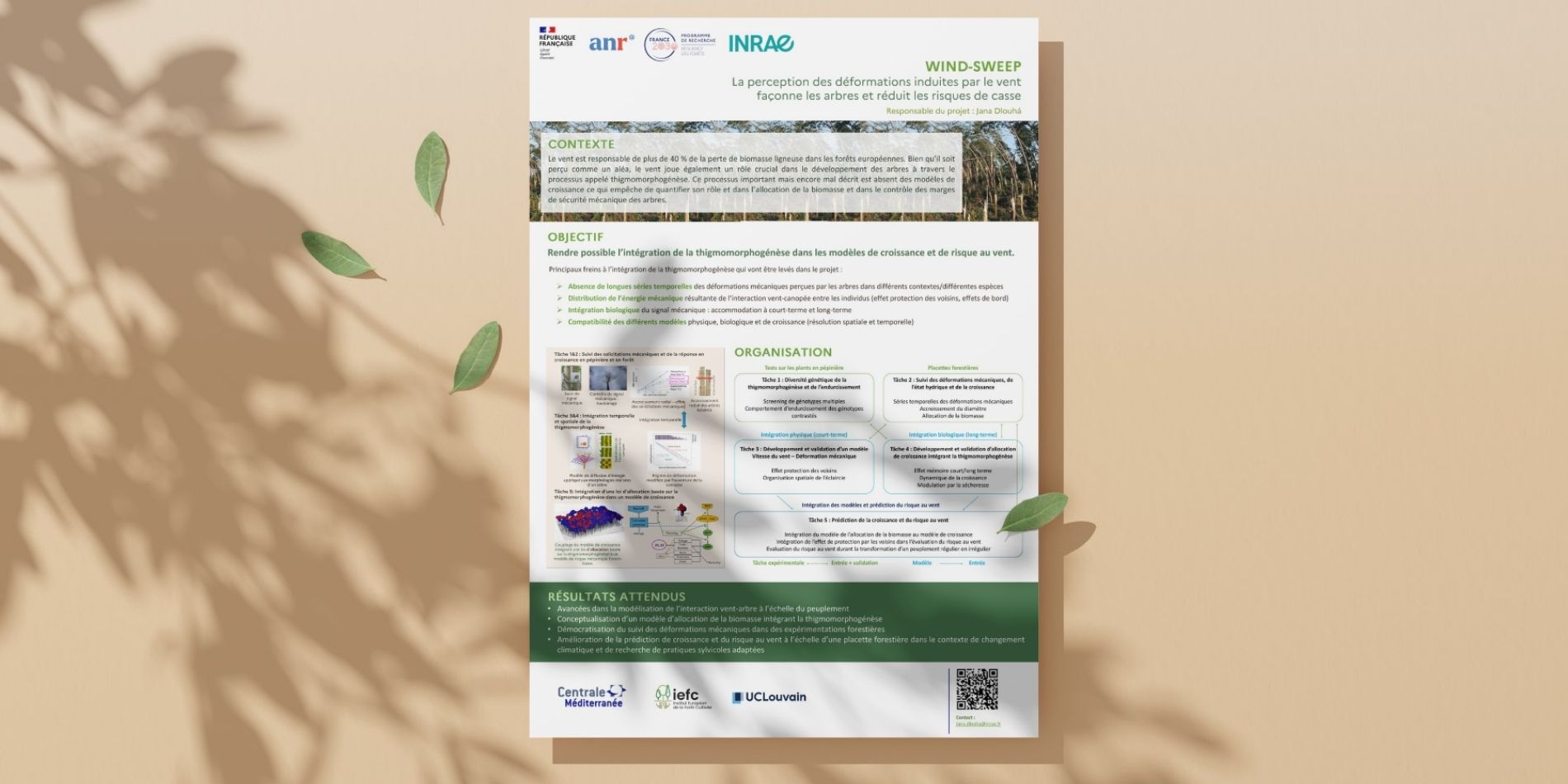 Poster WINDSWEEP Poster WINDSWEEP