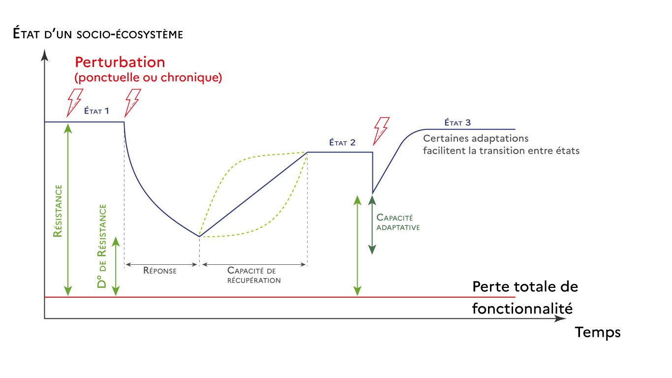 Graphique n&deg;5 R&eacute;silience