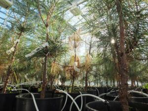 Photos serre IF - N&eacute;matode 18_11-17.jpg