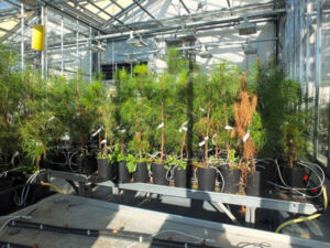 Photos serre IF - N&eacute;matode 18_11-02.jpg