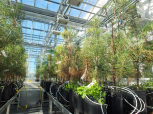 Photos serre IF - N&eacute;matode 18_11-33.jpg