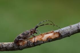 monochamus galloprovincialis