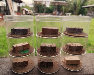 K&eacute;vin Candelier en mobilit&eacute; en Guyane (2)