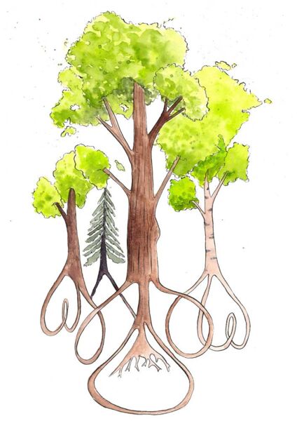Aquarelle d'arbres interconnect&eacute;s par leur syst&egrave;me racinaire, illustrant le r&eacute;seau de living labs