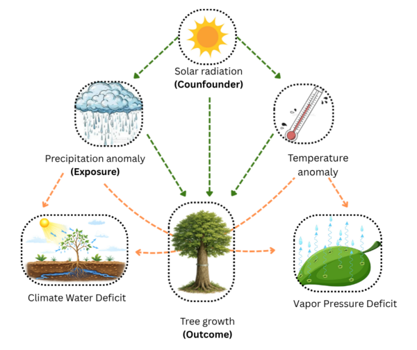 Cadre conceptuel causal illustrant comment les anomalies climatiques influencent la croissance des arbres. Cadre conceptuel causal illustrant comment les anomalies climatiques influencent la croissance des arbres.
